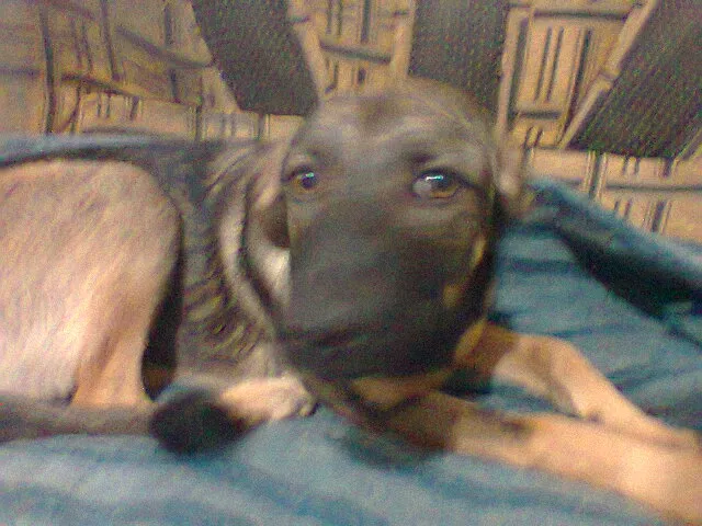 Cachorro ra a Terrier Brasileiro idade 2 a 6 meses nome Luna
