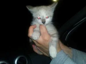 Gato raça SRD idade Abaixo de 2 meses nome Filhotes da Miu