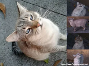 Gato raça SRD idade 1 ano nome Miu