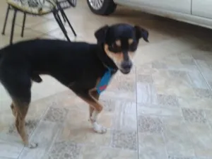 Cachorro raça misturado idade 2 anos nome a escolher