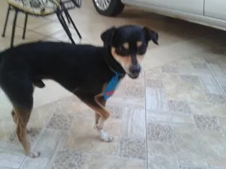 Cachorro ra a misturado idade 2 anos nome a escolher