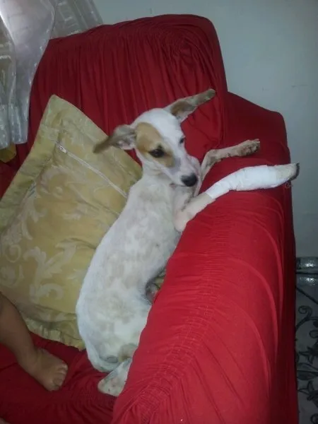 Cachorro raça Vira lata idade 2 a 6 meses nome Lepsy