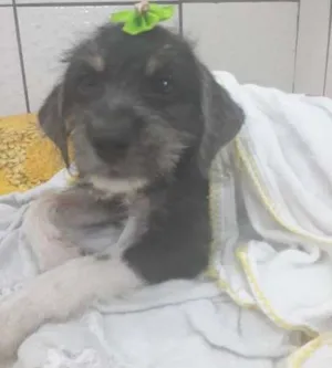 Cachorro raça Poodle idade 2 a 6 meses nome Salomé