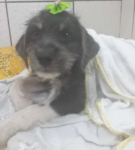 Cachorro raça Poodle idade 2 a 6 meses nome Salomé
