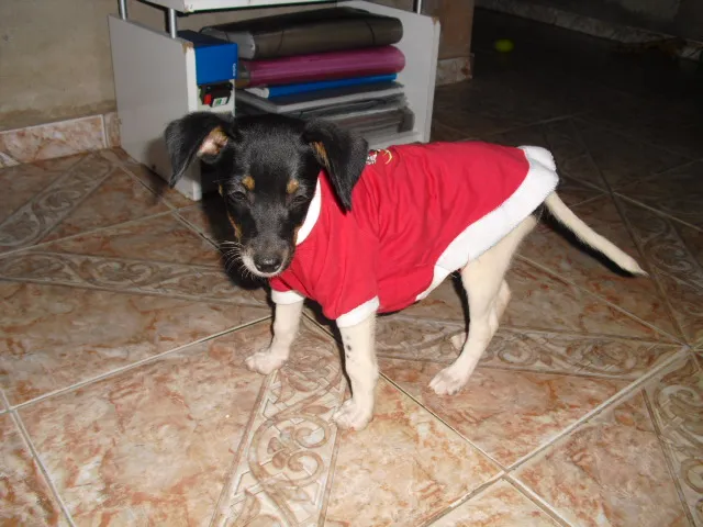 Cachorro ra a SRD idade 2 a 6 meses nome Liz