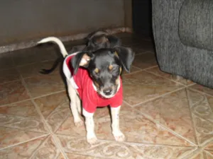 Cachorro raça SRD idade 2 a 6 meses nome Liz