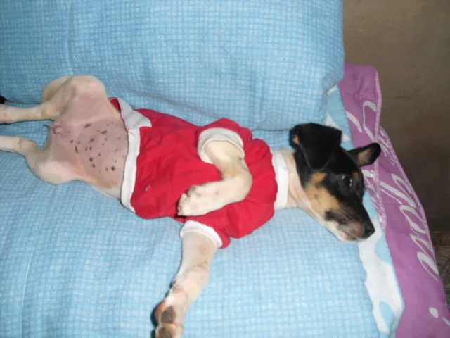Cachorro ra a SRD idade 2 a 6 meses nome Liz