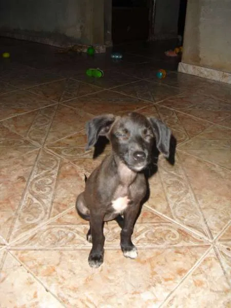 Cachorro ra a SRD idade 2 a 6 meses nome Sandy