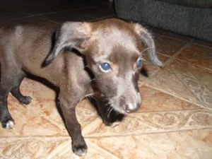 Cachorro raça SRD idade 2 a 6 meses nome Sandy