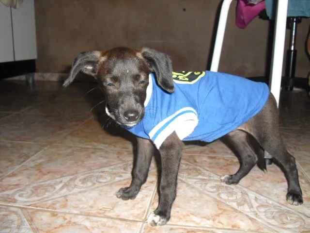 Cachorro ra a SRD idade 2 a 6 meses nome Sandy