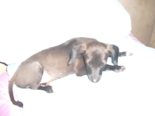 Cachorro ra a SRD idade 2 a 6 meses nome Sandy