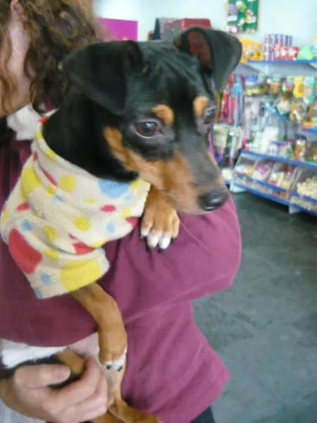 Cachorro ra a Pinscher idade 7 a 11 meses nome Melzinha