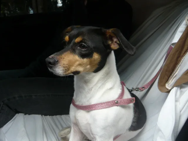 Cachorro ra a SRD idade 2 anos nome Chiara