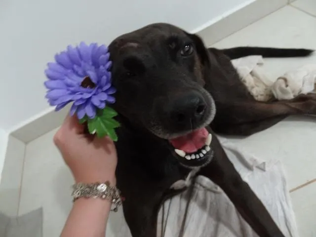 Cachorro ra a vira-lata idade 2 anos nome Capricho