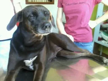 Cachorro ra a vira-lata idade 2 anos nome Capricho