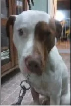 Cachorro ra a Pit-Bull idade 2 anos nome prov