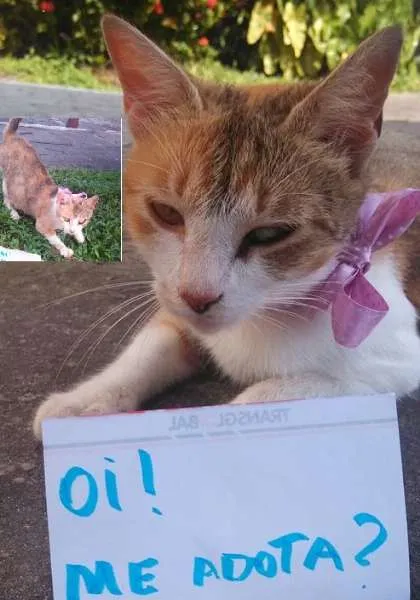 Gato ra a idade 1 ano nome caramelo