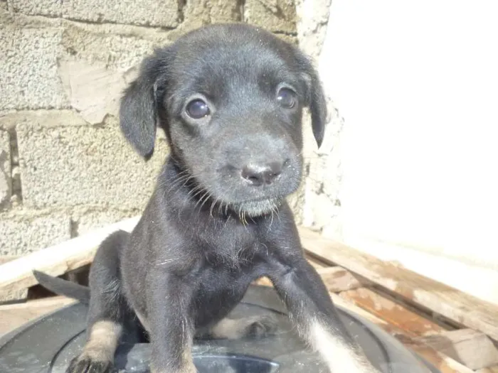 Cachorro ra a nao tem idade 2 a 6 meses nome nao tem