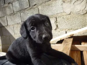Cachorro raça nao tem idade 2 a 6 meses nome nao tem