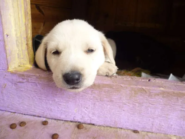 Cachorro ra a nao tem idade Abaixo de 2 meses nome nao tem