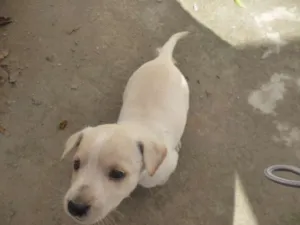Cachorro raça nao tem idade Abaixo de 2 meses nome nao tem