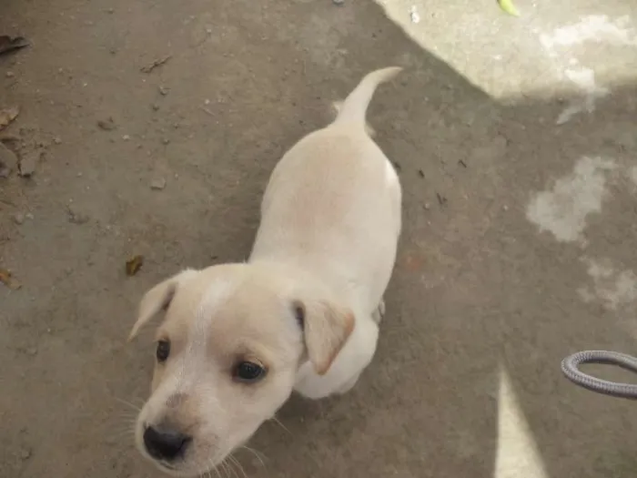 Cachorro ra a nao tem idade Abaixo de 2 meses nome nao tem