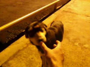 Cachorro raça Sem raça definida idade 3 anos nome Sem nome