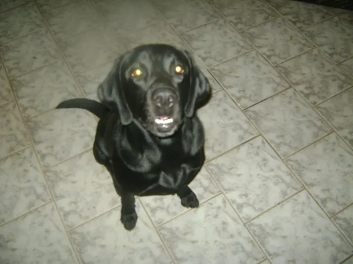 Cachorro ra a Labrador idade 5 anos nome Michael ou Maicon