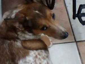 Cachorro raça SRD idade 5 anos nome kat