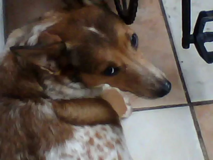 Cachorro ra a SRD idade 5 anos nome kat