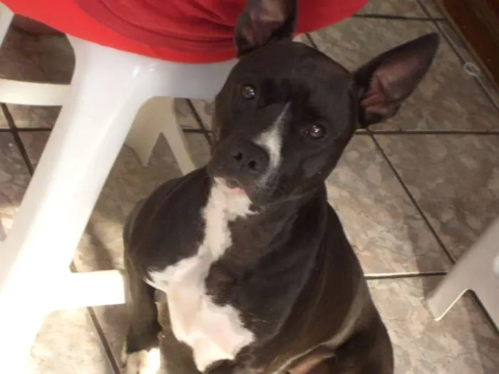 Cachorro ra a Pit-Bull idade 6 ou mais anos nome Lana