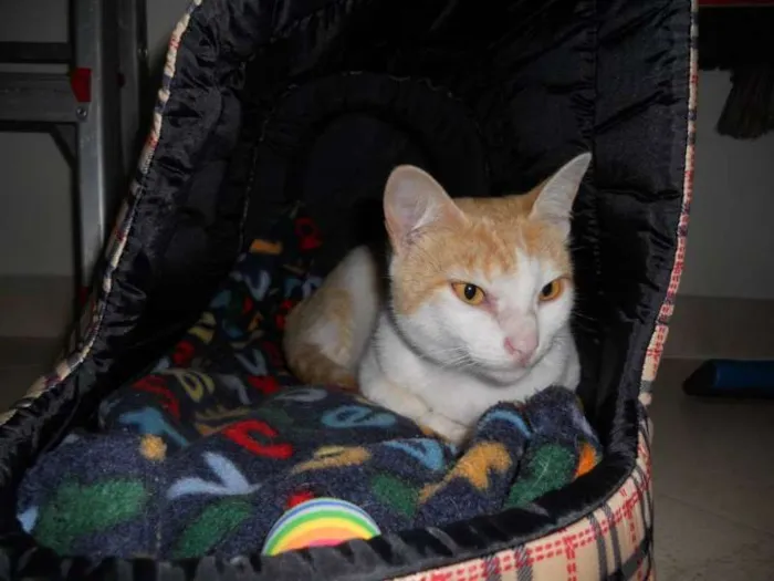 Gato ra a SRD idade 7 a 11 meses nome Linda
