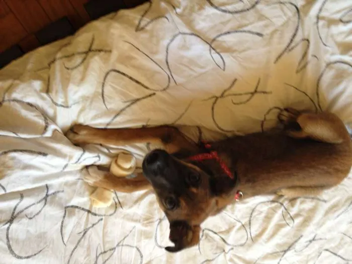 Cachorro ra a Vira - lata idade 2 a 6 meses nome Bobó