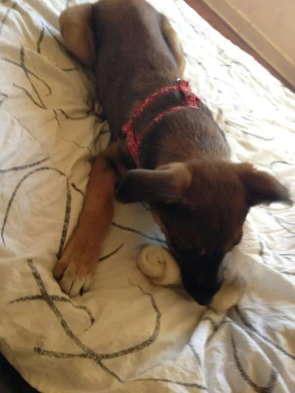 Cachorro ra a Vira - lata idade 2 a 6 meses nome Bobó