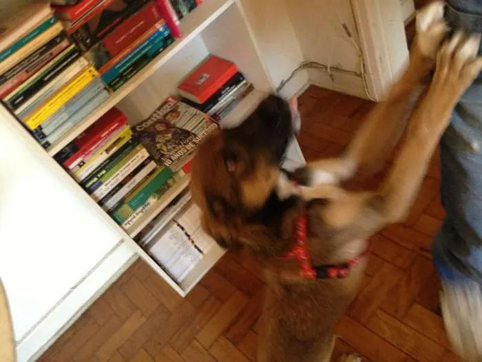 Cachorro ra a Vira - lata idade 2 a 6 meses nome Bobó