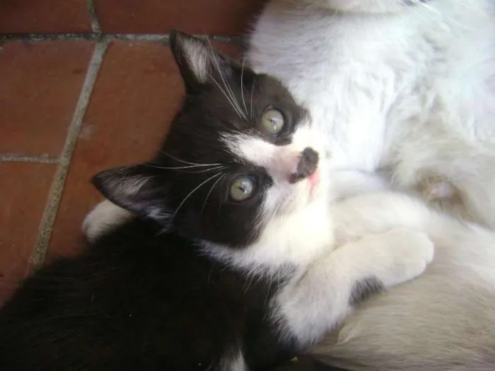 Gato ra a SRD idade 2 a 6 meses nome Mustache