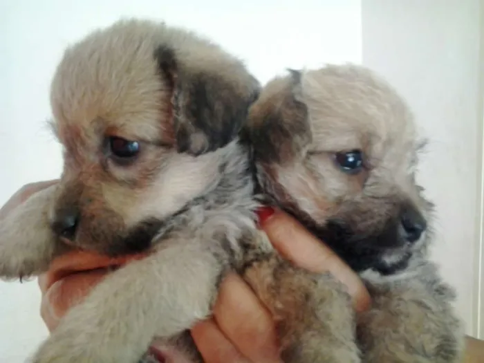 Cachorro ra a VIRA LATA idade Abaixo de 2 meses nome SEM NOME