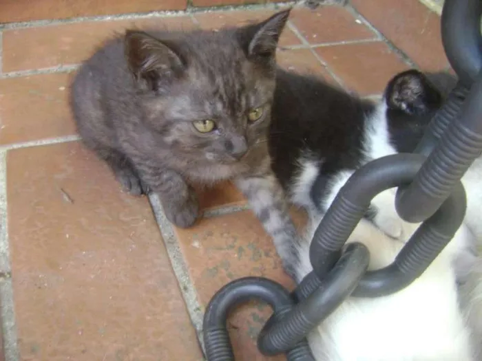 Gato ra a SRD idade 2 a 6 meses nome Fumacinha
