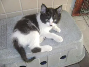 Gato raça SRD idade 2 a 6 meses nome Jordan