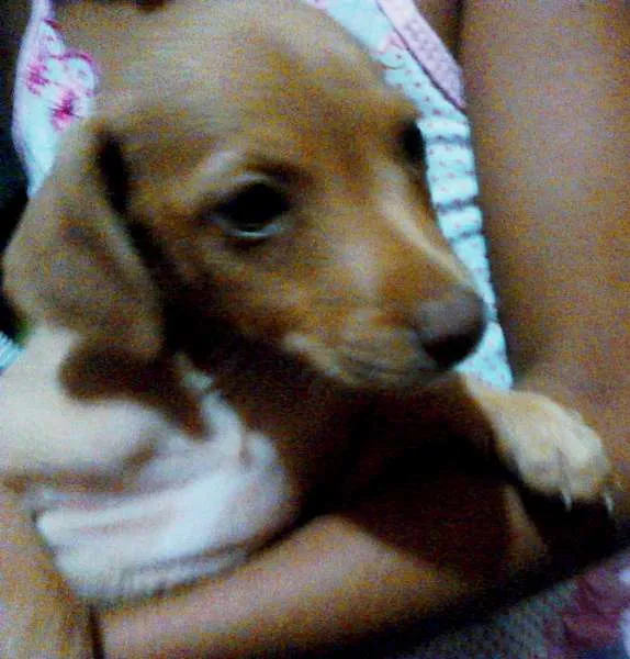 Cachorro raça Não definida idade  nome Peter