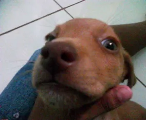 Cachorro raça Não definida idade  nome Peter