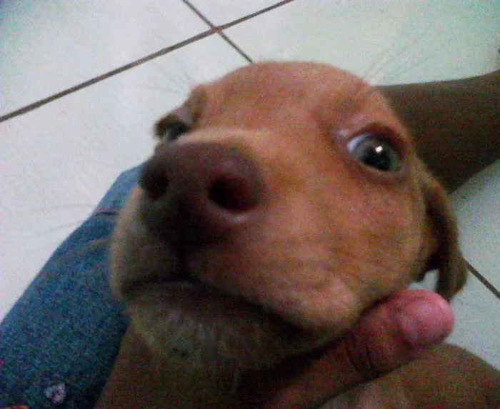 Cachorro raça Não definida idade  nome Peter