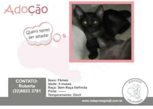 Gato raça SRD idade 2 a 6 meses nome Pipoca