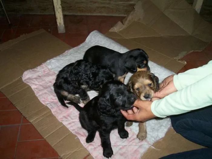 Cachorro ra a vira-lata idade 1 ano nome Menina