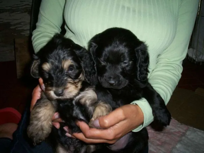 Cachorro ra a vira-lata idade 1 ano nome Menina