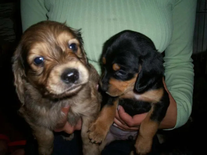 Cachorro ra a vira-lata idade 1 ano nome Menina