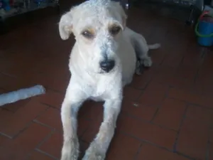 Cachorro raça vira-lata idade 1 ano nome Menina