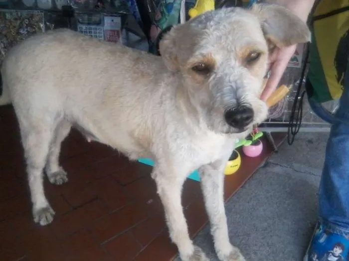Cachorro ra a vira-lata idade 1 ano nome Menina