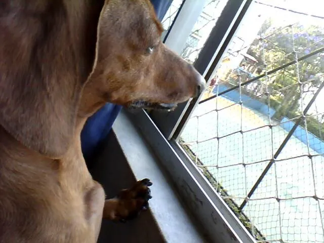 Cachorro ra a Basset-Cofap idade 1 ano nome Balú