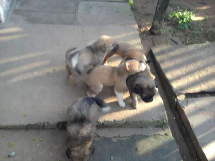 Cachorro ra a vira latas idade Abaixo de 2 meses nome 5 Filhotes